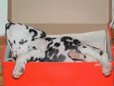 dalmatinski štene